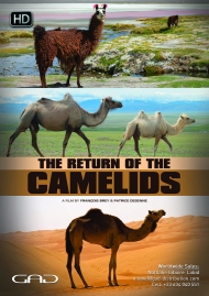 Poster of The return of the Camelids