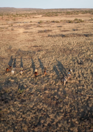 Poster of SOUTH AFRICA, TO THE TUNE OF THE WILD WEST