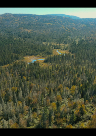 Affiche de Orignal, roi des forêts
