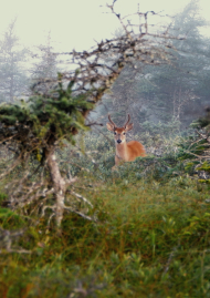 Poster of ANTICOSTI, THE KINGDOM OF THE WHITE-TAILED DEER