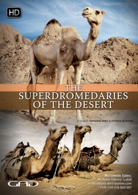 Poster of The Superdromedaries of the desert