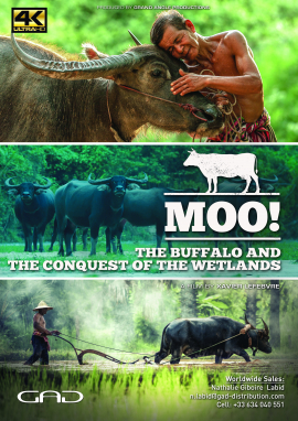 Poster of The buffalo and the conquest of the wetlands ( Indonesia, Thailand, Brazil, Egypt)