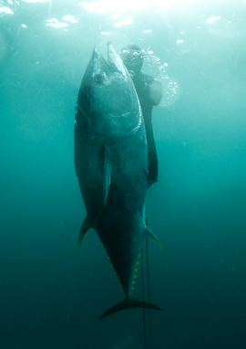 Poster of Itinerary of a underwater hunter in the English Channel