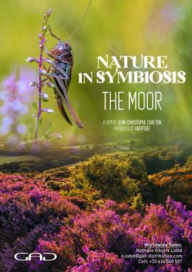 Affiche de La nature en symbiose: la lande