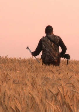 Poster of Stalking in the crops