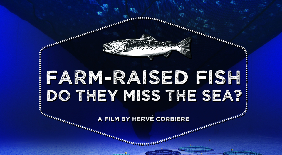 Farmraised fish, do they miss the sea? GAD